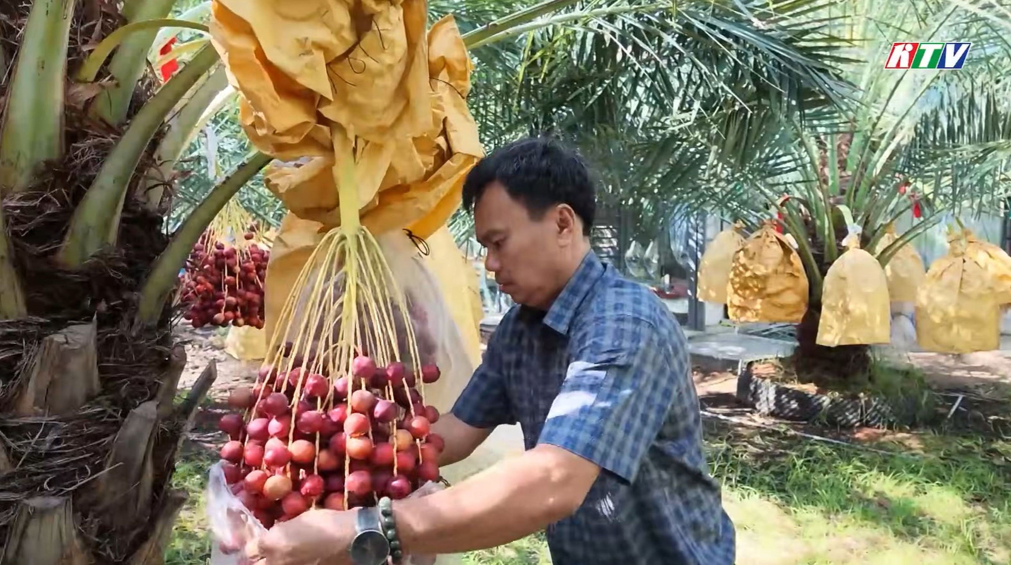 Khám Phá Vườn Chà Là Chín Rộ Độc Đáo Tại Khánh Hòa - Hình 3